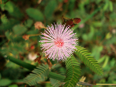 MIMOSA PUDICA